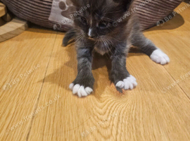 3 male main coon