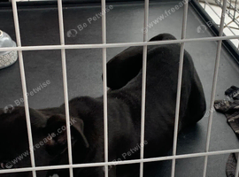 Male cane corso puppy