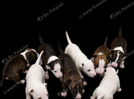 Beautiful English Bull Terrier Puppies