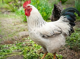 Brahama big Size Rooster