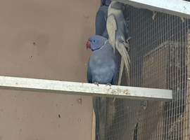 Ring necks piped clear tail breeding pair 2 and 1 single female