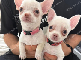 2 beautiful chihuahuas