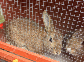 Brown floppy eared rabbits