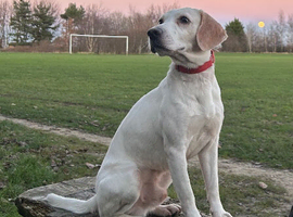 MAX LOOKING FOR HIS FOREVER HOME
