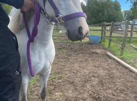 Beautiful registered wpcs grey mare with cob foal at foot
