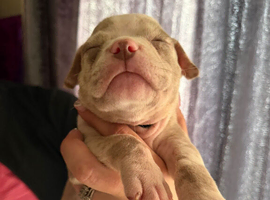 AMERICAN POCKET BULLY - 7 Females  3 Males
