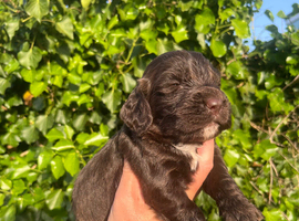 Outstanding cocker spaniel puppies