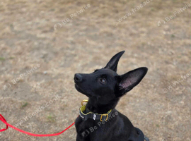 Trained Belgian malanois puppy