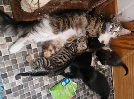 3 beautiful kitten