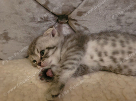 Scottish fold blue little leopards paintingskittens