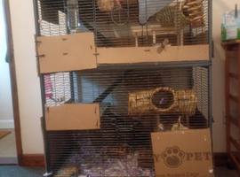 Two 6 months old bonded male rats with large cage