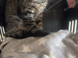 Maincoon female kitten