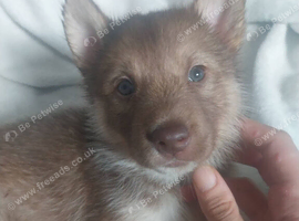 3 shollie husky puppies