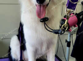 Dog Groomer