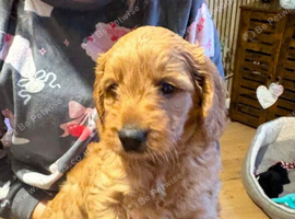 Gorgeous F1 Cockapoo Puppies Loving Homes