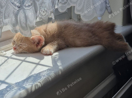 8 weeks old Ginger boys looking for a new home