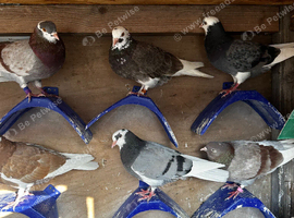 Kit of young rollers