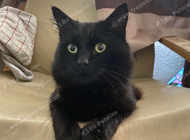 Beautiful black cat