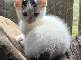 Beautiful Male Kitten