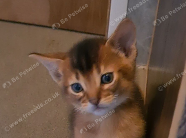 2 charming abyssinian boys