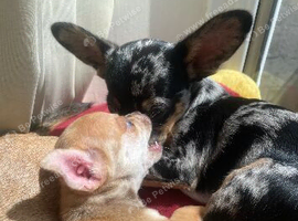 Chihuahua Merle mix breed