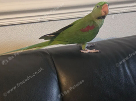 Semi tamed Alexandrine parrot Female