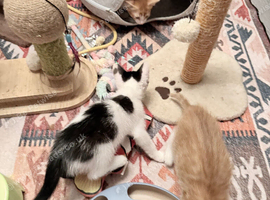 I have 2 beautiful kitten