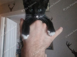 Kittens