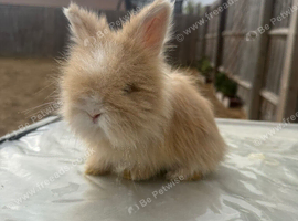 Angora bunnies