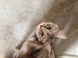 Maine coon cross ragdoll