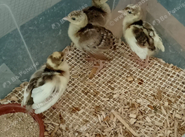 peafowl poult (unsexed) for sale 8 weeks