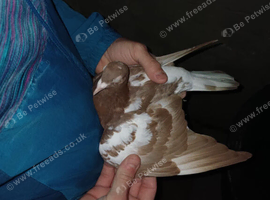 Chocolate Melueman Racing Pigeons RPRA Rung 3