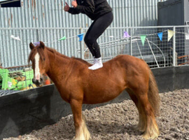 *** MOTHERS DREAM PONY ***