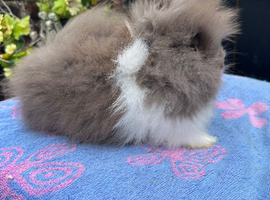 Lionhead Bunnies