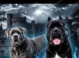 Cane corso pups ready to leave 5th September!