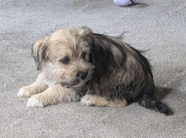 Jack Russell rare colours only two left reduced