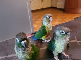 Conure