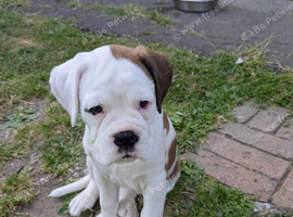 Female puppy boxer