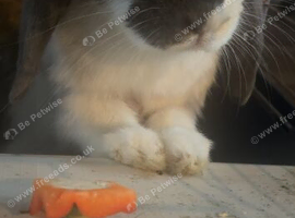 Mini lop doe available