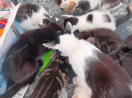 Mixed kittens