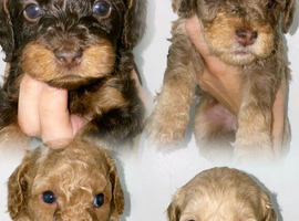Unique Cavapoos pups
