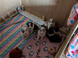 6 border collie puppies for sale