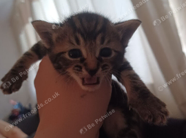 British short hair and bengal mixed