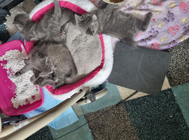 Kittens For sale