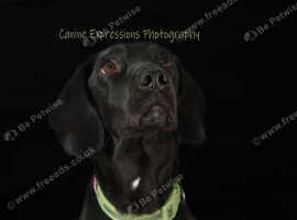 Dog/Pet/Equestrian. Portrait/Agility/Flyball. Cat/Rabbit/Reptiles etc.  SS4(Rochford)and surrounding areas.