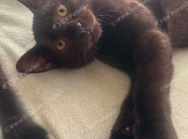 6 Beautiful Black Kittens Ready For Their Forever Homes