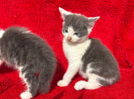 Farm raised kittens