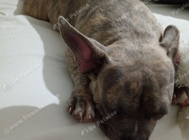 French bulldog cross male puppy