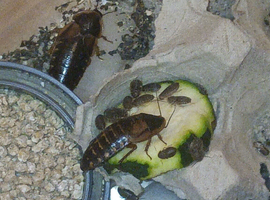 Baby dubia roaches for sale