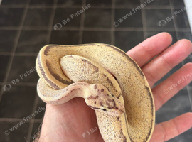 Female pastel puma 100% het pied for sale